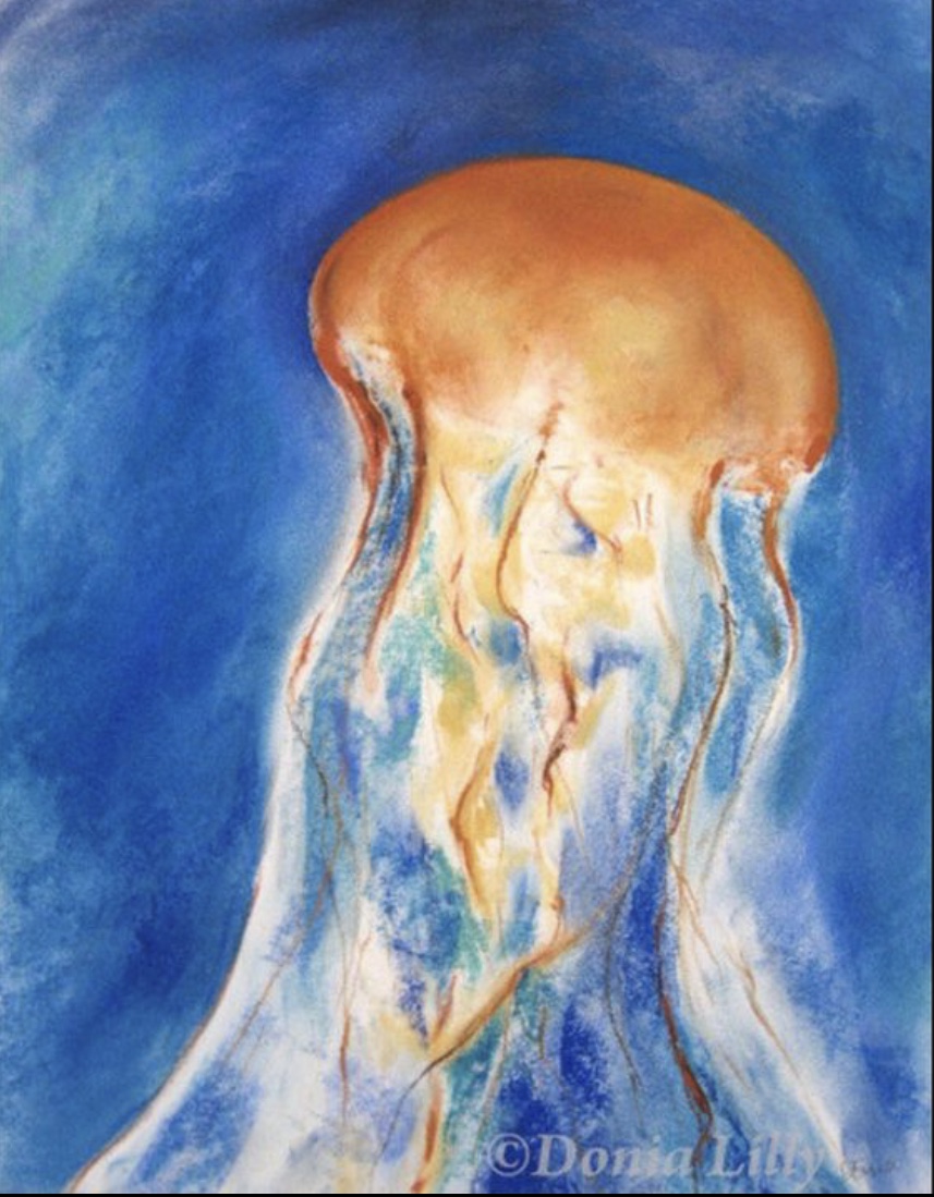 Sea Nettle 1